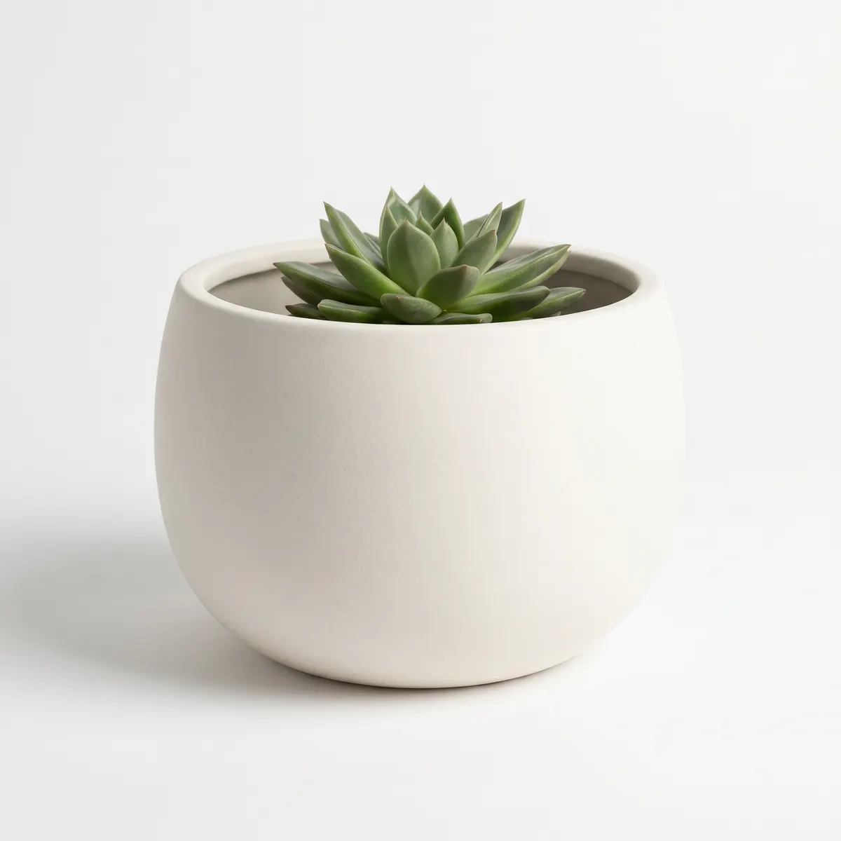 Forma Succulent